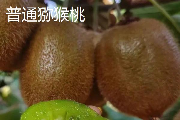 红心猕猴桃和普通猕猴桃的区别，外表和果肉均不同