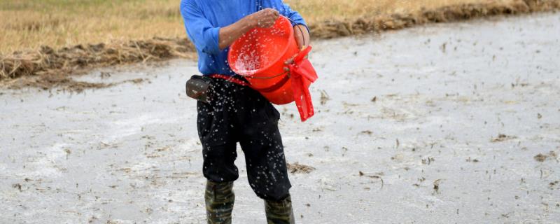 尿素施用注意事项