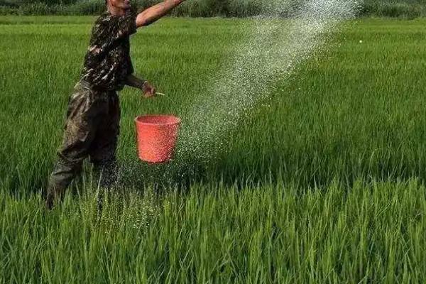 尿素施用注意事项，有四要