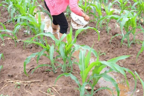 尿素施用注意事项，有四要