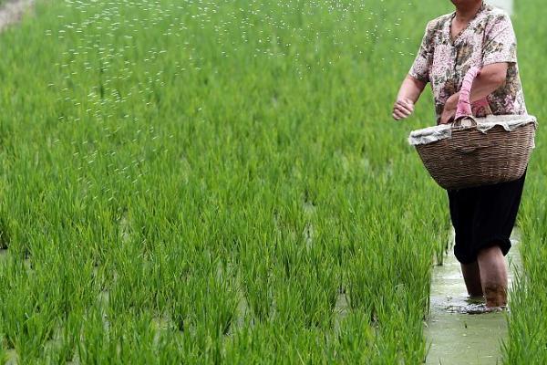 尿素施用注意事项，有四要