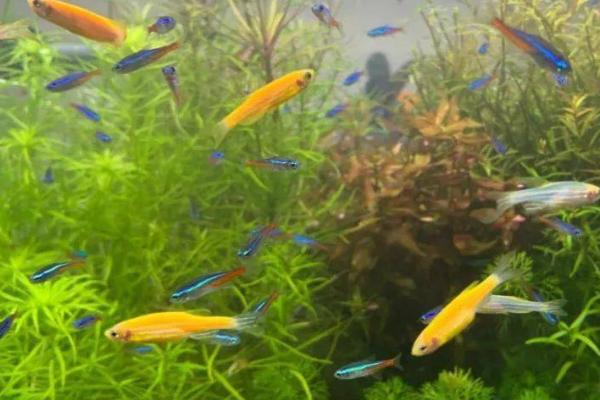 比较好养的观赏鱼有哪些，包括孔雀鱼、虎皮鱼、斑马鱼等品种
