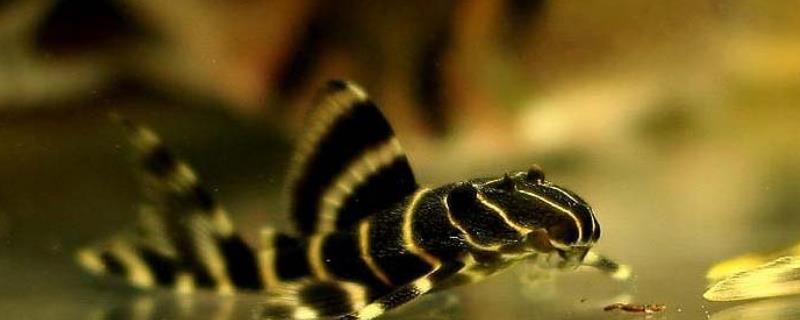 金泉黑斑马异型鱼好不好养