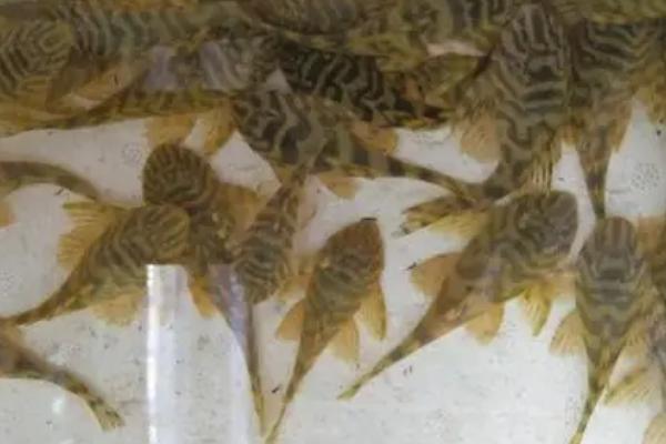 金泉黑斑马异型鱼好不好养，生命力顽强容易饲养