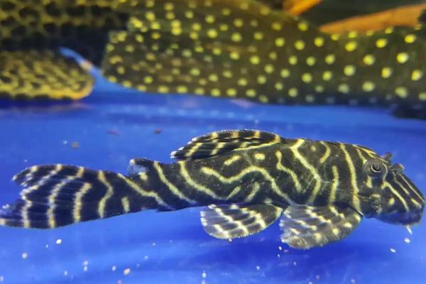 金泉黑斑马异型鱼好不好养，生命力顽强容易饲养