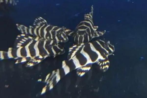 金泉黑斑马异型鱼好不好养，生命力顽强容易饲养