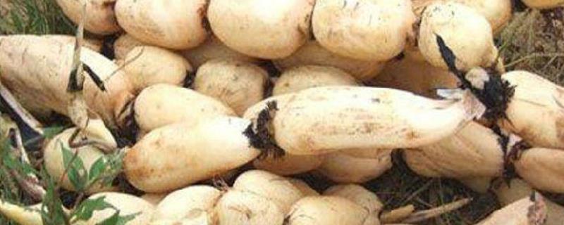 莲藕病虫害如何防治