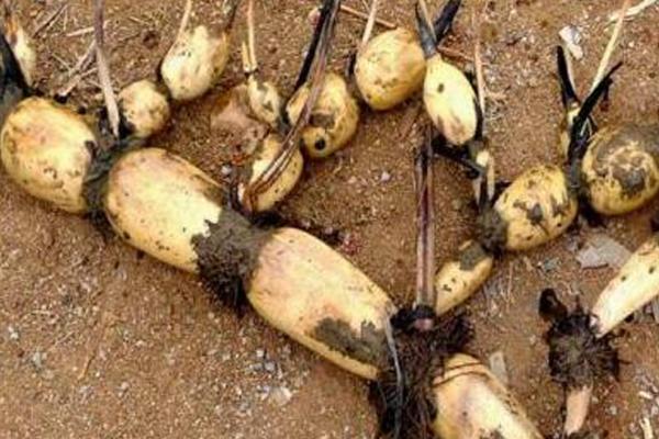 莲藕病虫害如何防治，发病初期可喷施多菌灵等药物