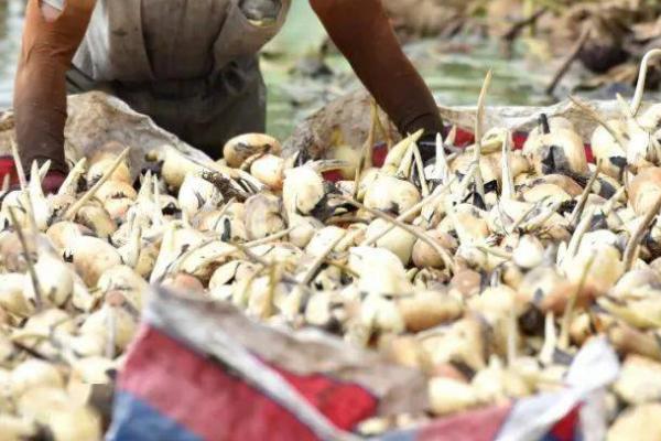 莲藕病虫害如何防治，发病初期可喷施多菌灵等药物