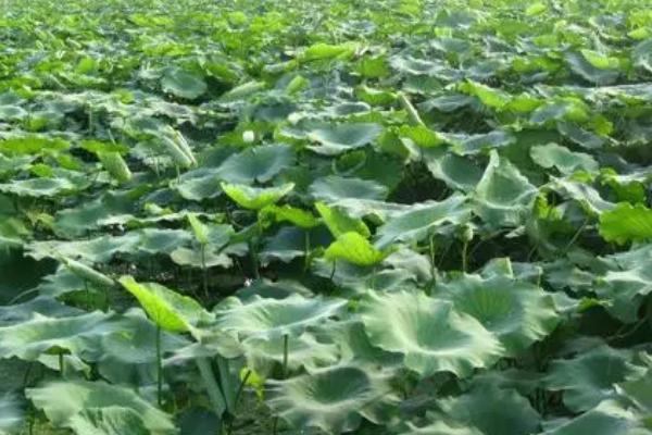 莲藕病虫害如何防治，发病初期可喷施多菌灵等药物