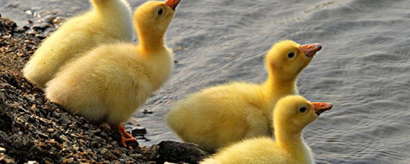 小鹅不进食没精神如何处理