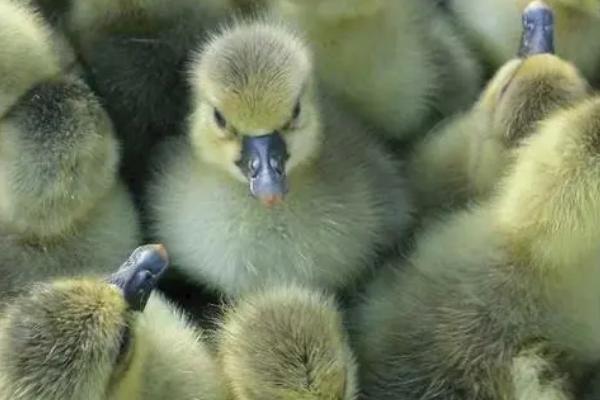 小鹅不进食没精神如何处理，可尝试饲喂多汁的青绿饲料