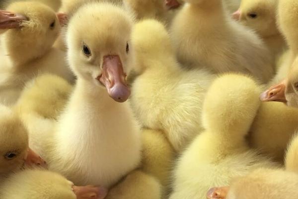 小鹅不进食没精神如何处理，可尝试饲喂多汁的青绿饲料