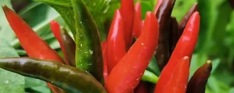 朝天椒施肥用什么肥料