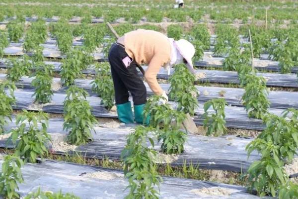 朝天椒施肥用什么肥料,多使用有机肥