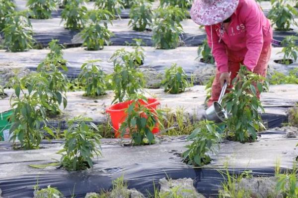 朝天椒施肥用什么肥料,多使用有机肥