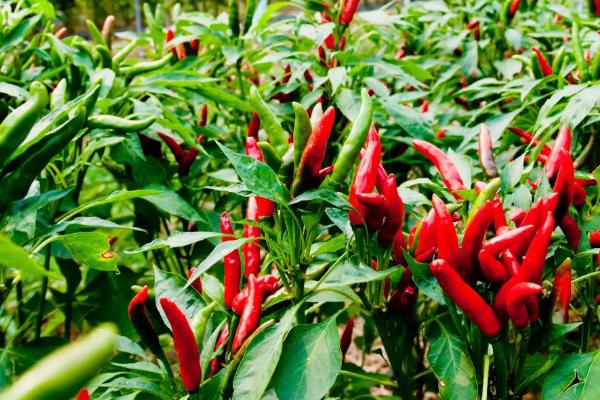 朝天椒施肥用什么肥料,多使用有机肥