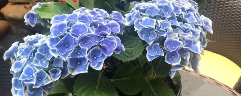 绣球花盆栽要点