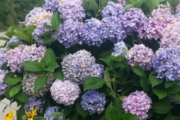 绣球花盆栽要点,每年翻盆换土一次