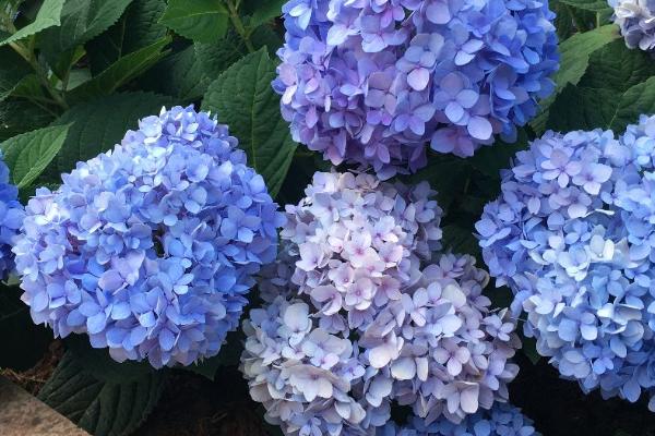 绣球花盆栽要点,每年翻盆换土一次