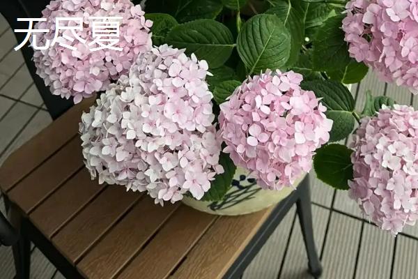 绣球花盆栽要点,每年翻盆换土一次