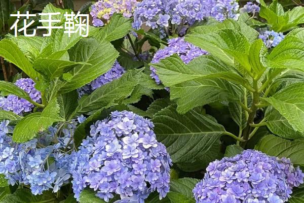 绣球花盆栽要点,每年翻盆换土一次