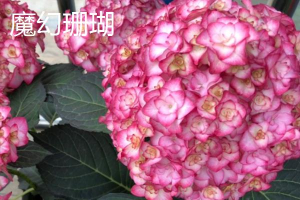 绣球花盆栽要点,每年翻盆换土一次