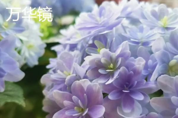 绣球花盆栽要点,每年翻盆换土一次