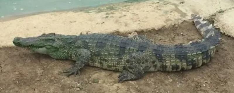鳄鱼相关介绍