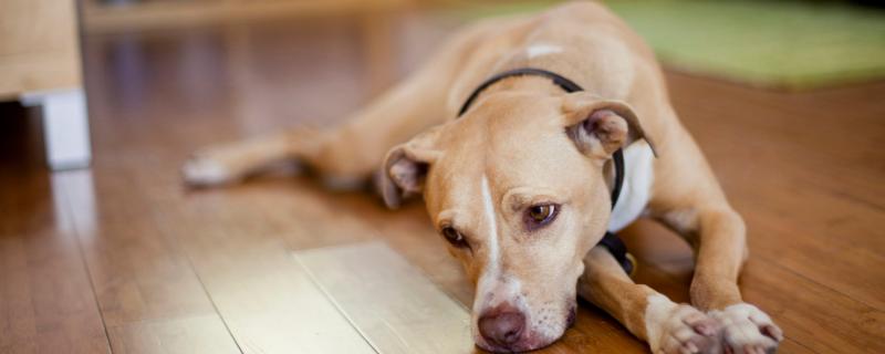 狗狗身上有伤口怎么办