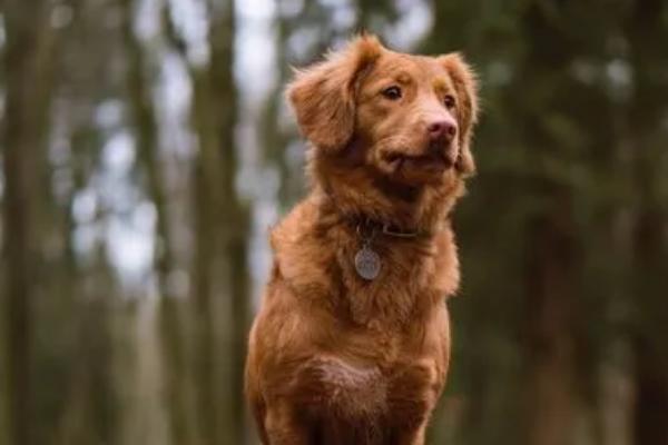 狗狗身上有伤口怎么办，可剃掉伤口周围的毛发、再用碘伏消毒