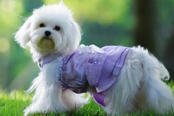 狗狗身上有伤口怎么办，可剃掉伤口周围的毛发、再用碘伏消毒