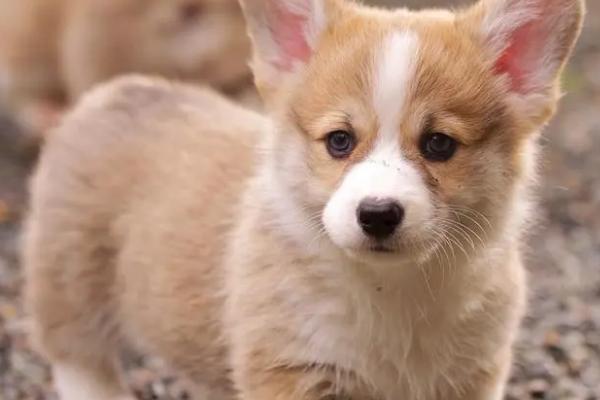 狗狗身上有伤口怎么办，可剃掉伤口周围的毛发、再用碘伏消毒