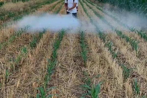 影响乙草胺药效的因素，天气干旱时施药效果不佳