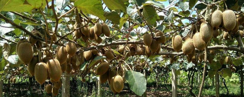 猕猴桃的成熟时间