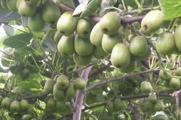 猕猴桃的成熟时间，一般为9-11月份