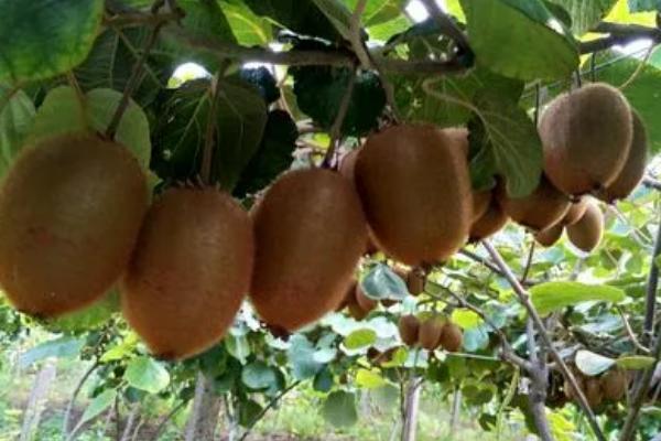 猕猴桃的成熟时间，一般为9-11月份