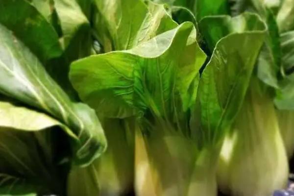 油菜能保存多久,通风干燥处可以保存2-3天