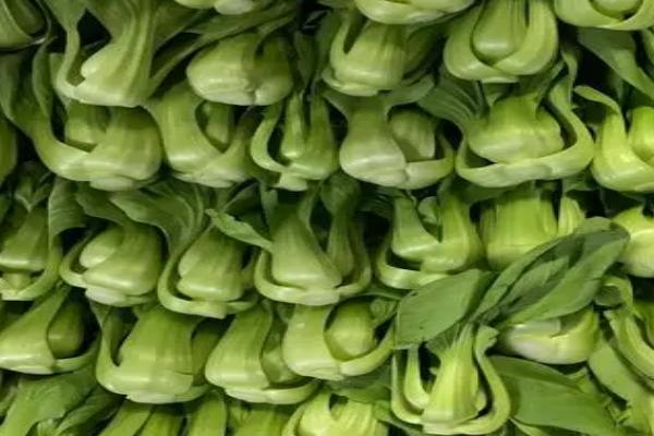 油菜能保存多久,通风干燥处可以保存2-3天