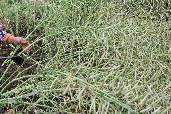 油菜能保存多久,通风干燥处可以保存2-3天