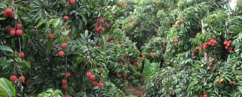 荔枝施肥技巧