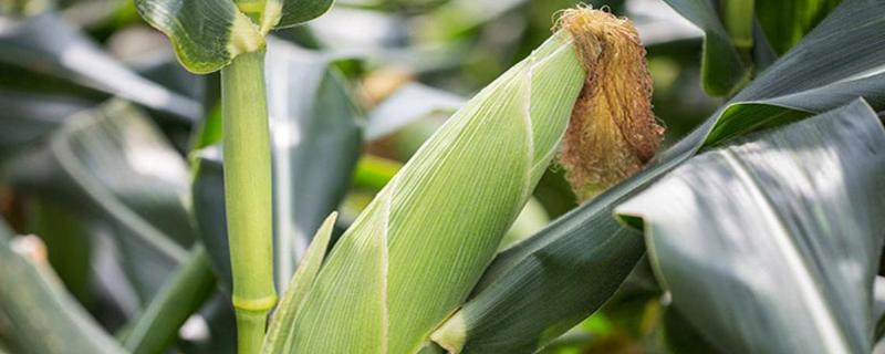 钰实568玉米种简介