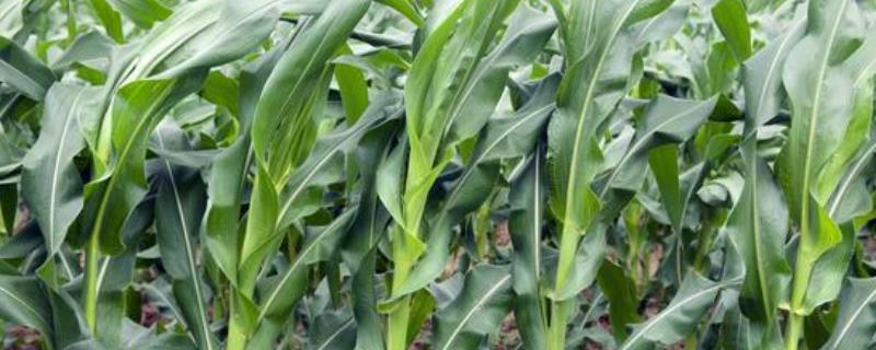 利生77玉米品种的特性