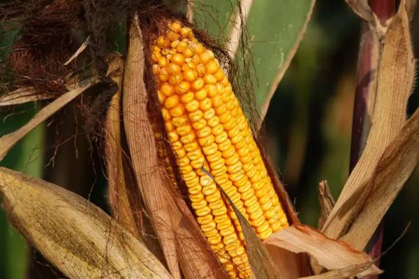 美成2288玉米种子特征特性,中抗大斑病