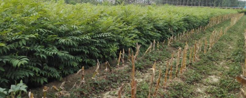 种香椿用什么土