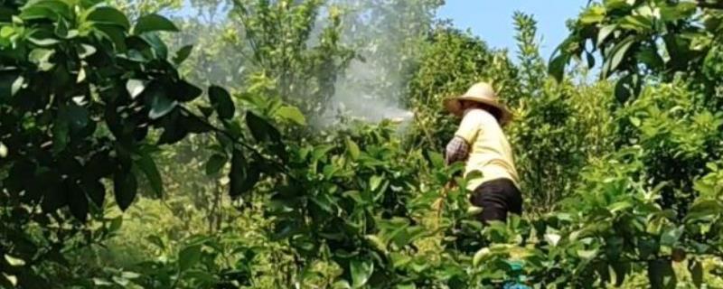 沙糖桔怎么防虫