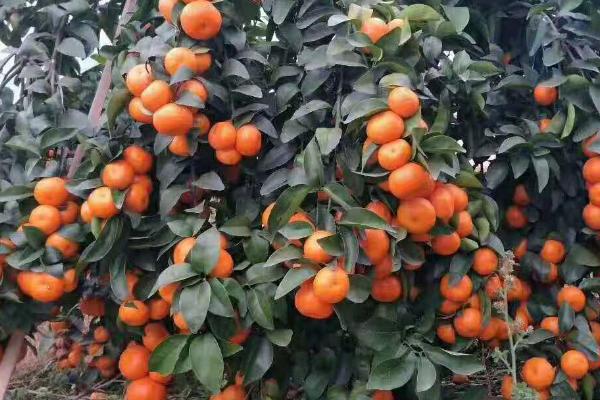 沙糖桔怎么防虫,可农药防治或施加肥料