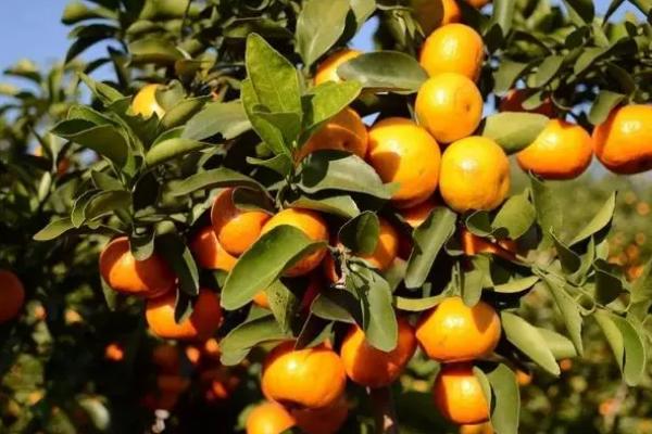 沙糖桔怎么防虫,可农药防治或施加肥料