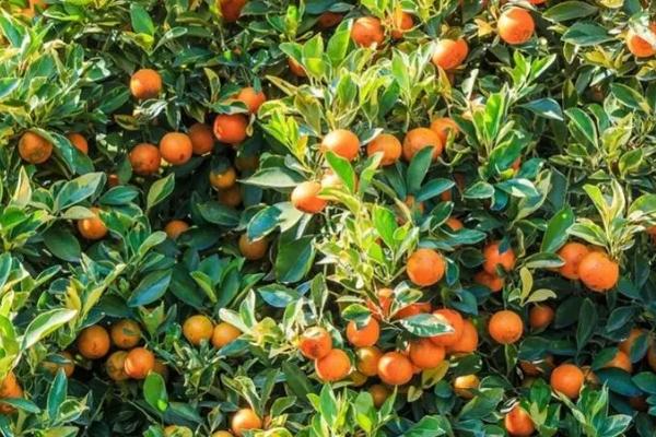 沙糖桔怎么防虫,可农药防治或施加肥料