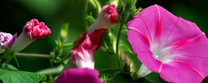 牵牛花的花期能持续多久
